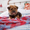 Joules Botanical Bee Blue Striped Bedding with Dog